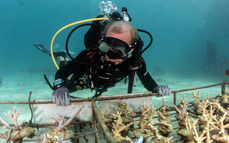 Corals create structures to promote reef recovery • Mares - Scuba Diving  Blog