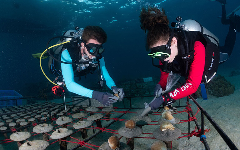 coral diver