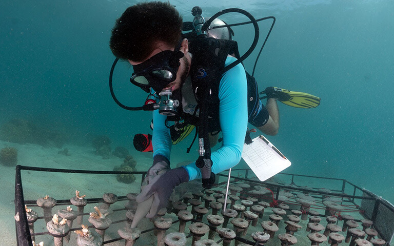 Ocean Gardener