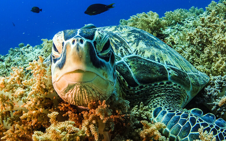 Diving Gili islands