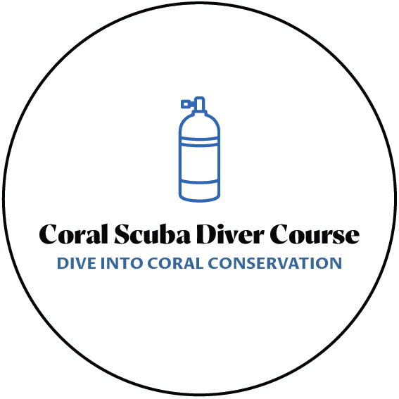 3wdivegili-marine-conservation-coral-diver