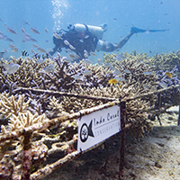 Divemaster Conservation Add-on