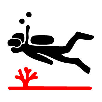 snorkelling & diving programs