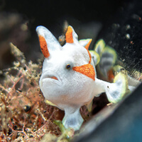 Frog Fish dive site