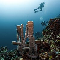 Air Wall dive site