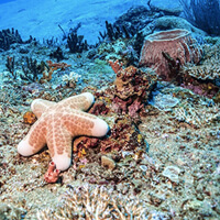 Meno Slope dive site