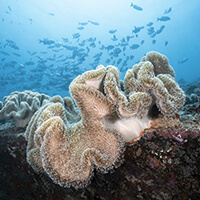 Mirko Reef dive site