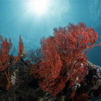 Simon Reef dive site