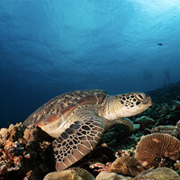 Turtle Heaven dive site