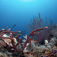 Deep Halik dive site