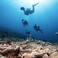 Deep Turbo dive site