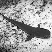 Glenn Nusa Wreck dive site