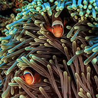 Halik dive site