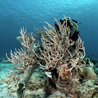 Jack Point dive site