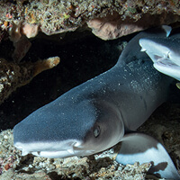 Shark Point dive site