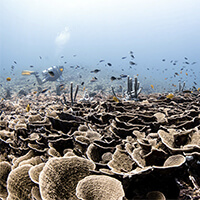 Sunset Reef dive site