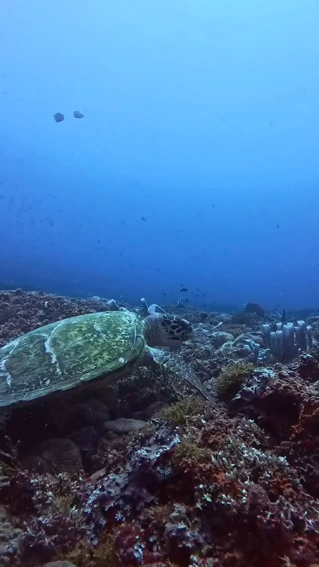 Underwater feast! 🐢
.
.
#scubadiving #3wdive #giliair #marinelife