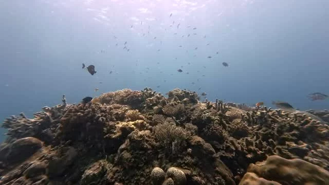 The best thing when you dive : everything's quiet...
.
.
#scubadiving #3wdive #giliair
