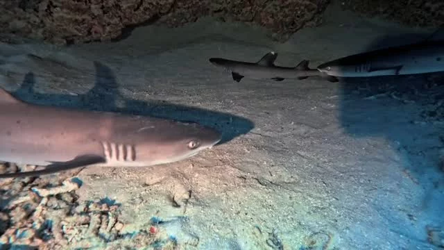 Sleepy time for these babies... 🦈👶
.
.
#scubadiving #3wdive #giliair