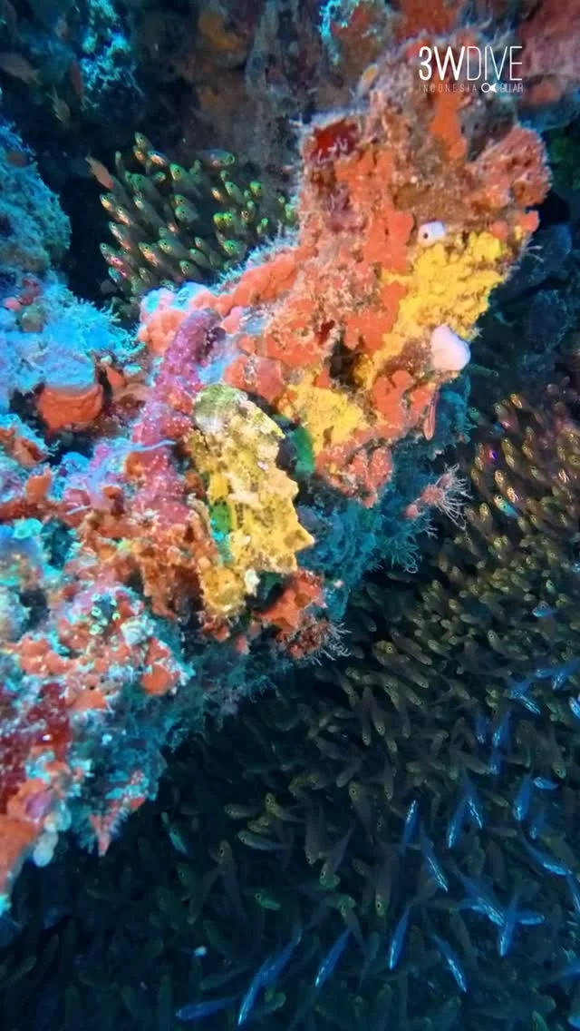 Can you spot the leaf scorpion fish 👀🟩
.
.
#scubadiving #3wdive #giliair #marinelife