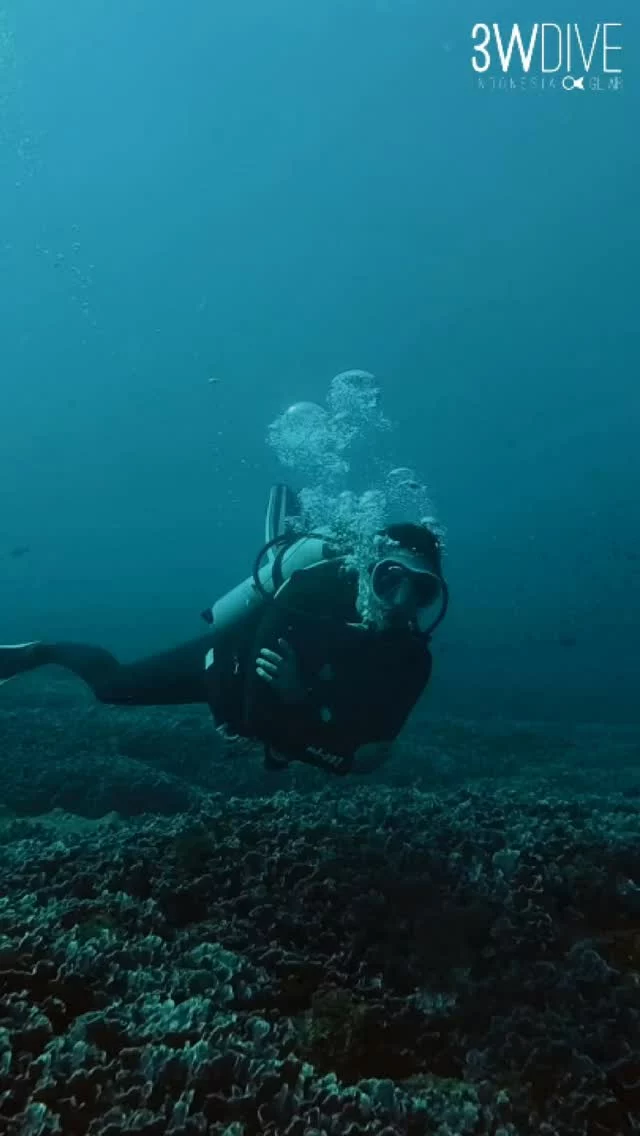 Is it really cool down there? Or is it just us? 😎🌊
.
.
#3wdive #scubadiving #giliair #indonesia #underwaterworld #scuba #giliislands #divingindonesia #lombok