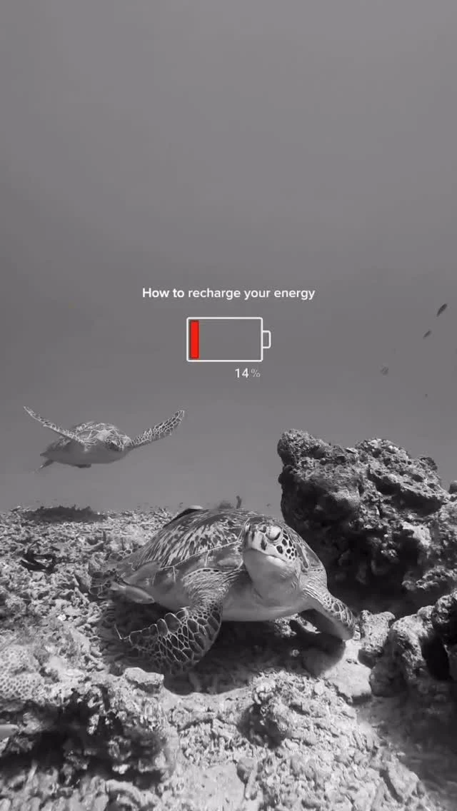 Embracing a little turtle time to recharge the batteries 🐢🔋#scubadiving #3wdive #marinelife