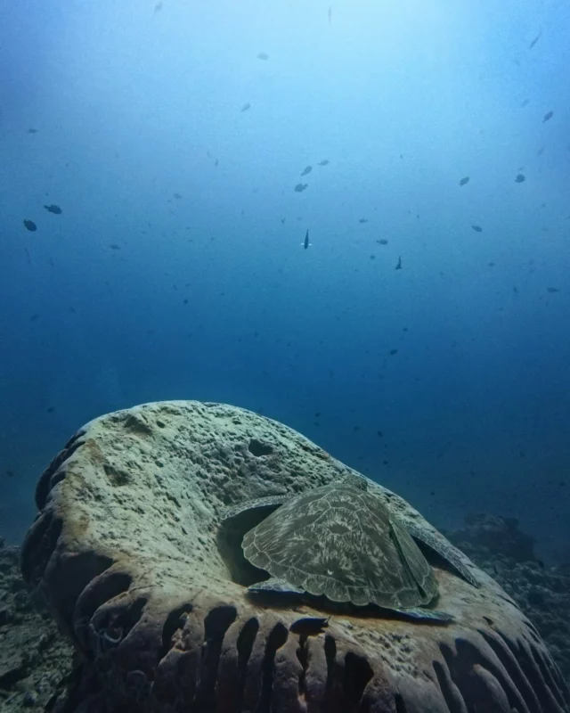 Sleepy time for hans reef's celebrity 🎥
.
.
.
#giliair #3wdive #indonesia