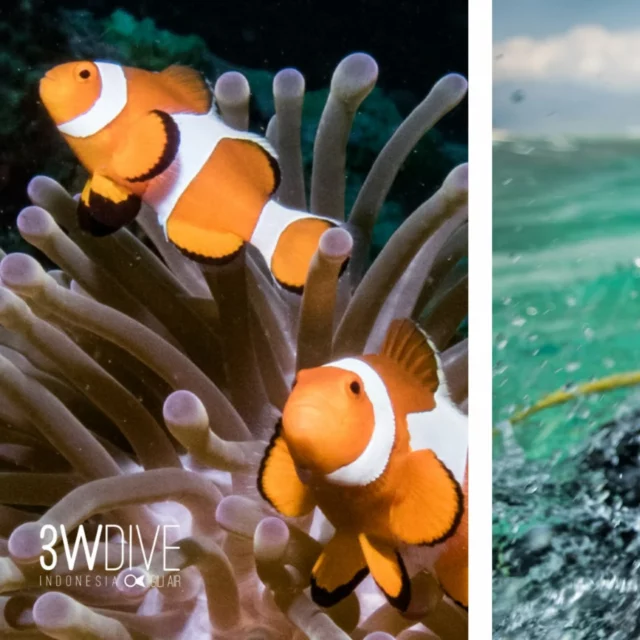 What we see recently on our underwater session 🫧
.
.
.
#giliislands #clown #clownfish #scubadiving #3wdive #coralreef