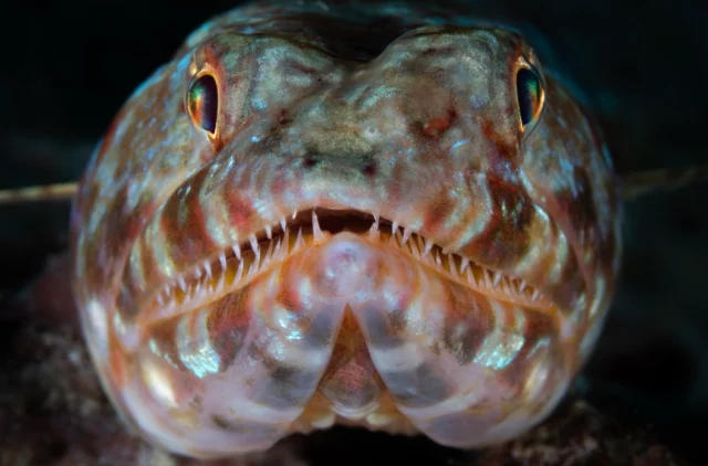 behold, faces of the deep 🫧🐟
.
.
.
#diving #giliair #3wdive #octopus #underwater